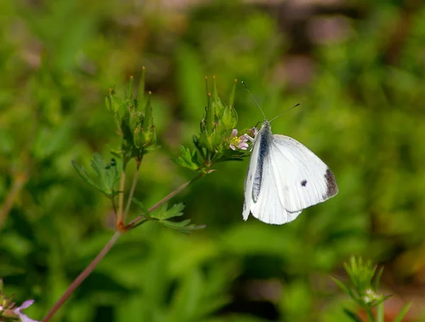 Mariposa (Repollo Blanco ) — Foto de Stock