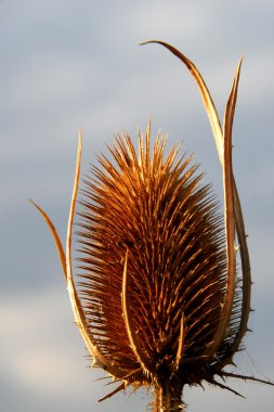 karanlık gökyüzü üzerinde kuru thistle