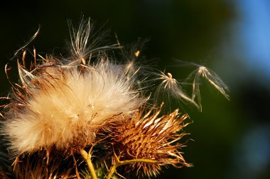 Pamuk thistle çiçek
