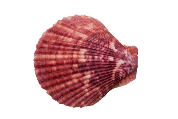 Close-up of a scallop shell on a white background — Stock Photo, Image