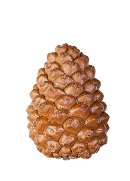 Closeup of a pine cone on a white background — Stock Photo, Image