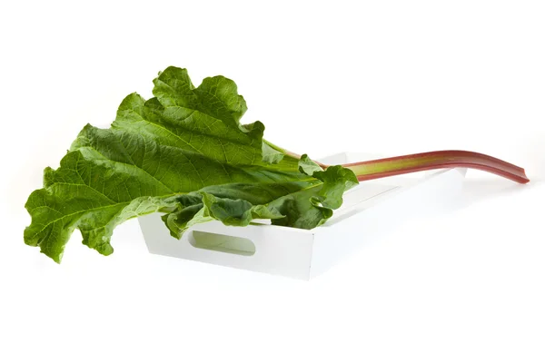 stock image A whole stick of rhubarb on the wooden tray