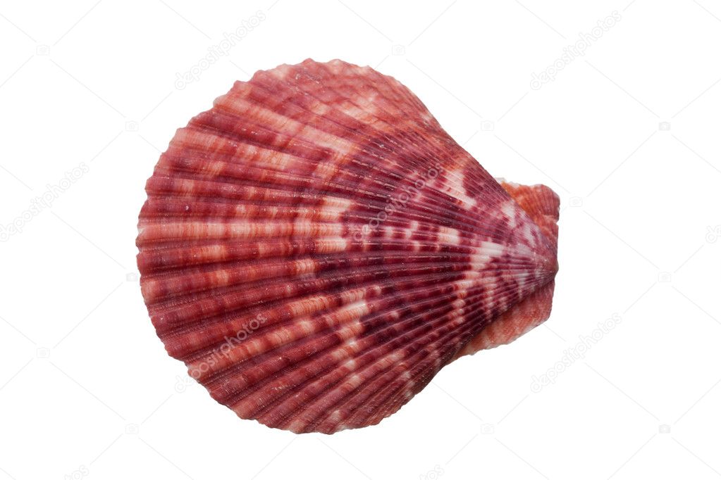 Close-up of a scallop shell on a white background