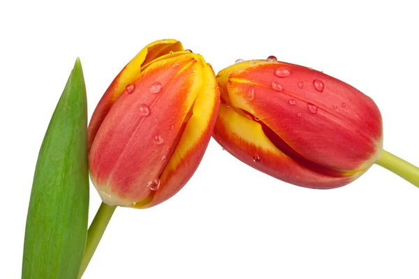 Dwa tulipany wiosna jak z bliska — Zdjęcie stockowe