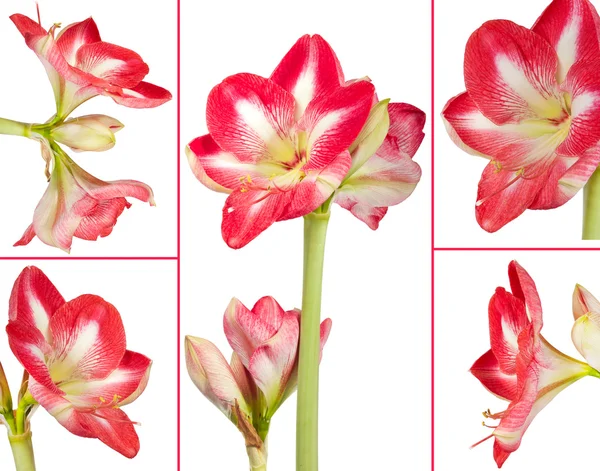 Collage of an amaryllis plant and its flowers on a white background — Stock Photo, Image