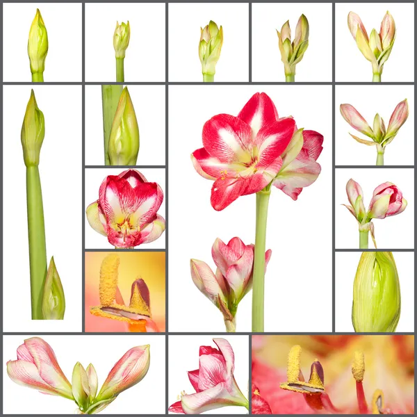 Collage of an amaryllis plant growth phases on white background — Stock Photo, Image