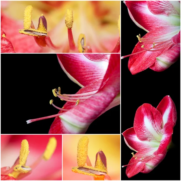 Collage of Extreme close up view of a amaryllis flower temple — Stock Photo, Image