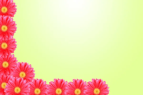 背景の花のピンクのヒナギク — ストック写真