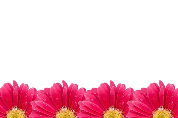 背景の花のピンクのヒナギク — ストック写真
