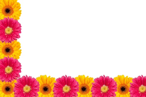 Moderna bakgrund med daisy blommor — Stockfoto