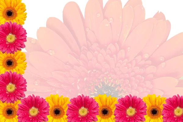 Papatya çiçekleri ile Modern arka plan — Stok fotoğraf
