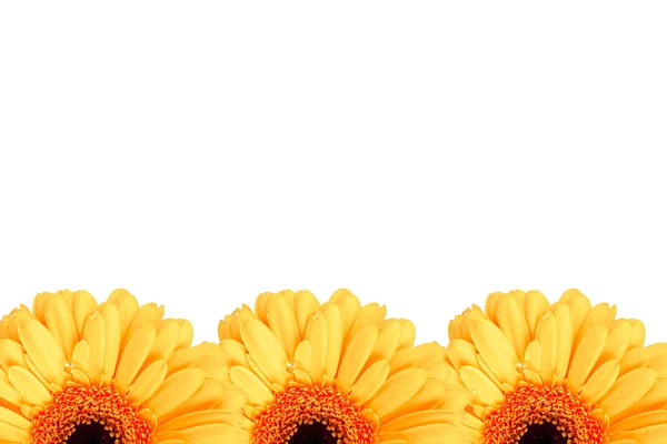 Фон з трьома жовтими квітками ромашки — стокове фото