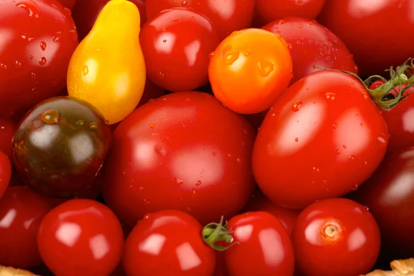 Bando colorido de diferentes variedades de tomates orgânicos em uma colheita — Fotografia de Stock