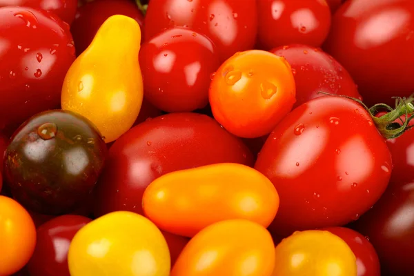 Kleurrijke bos van verschillende verscheidenheden van biologische tomaten in een oogst — Stockfoto