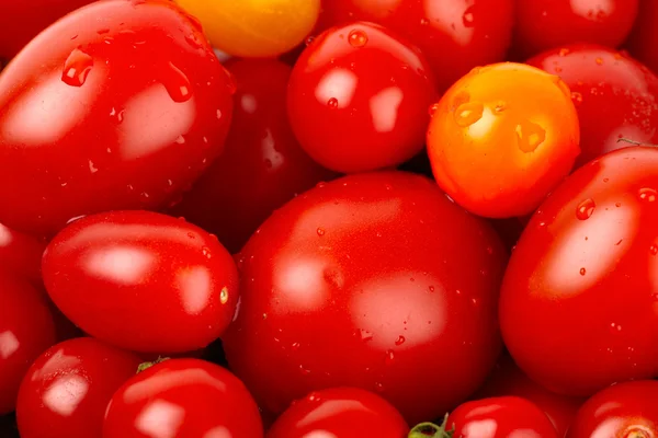 Färgglada gäng färska ekologiska tomater med vattendroppar — Stockfoto