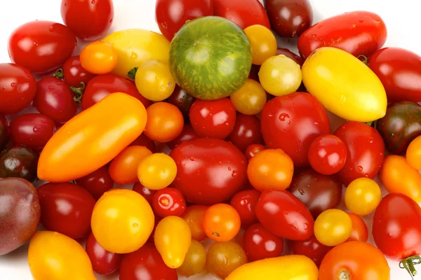 Colorful bunch of different varieties of organic tomatoes in a harvest — Stock Photo, Image