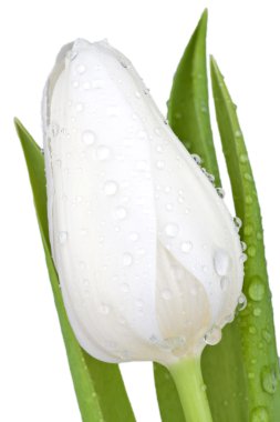 Close up view of a white tulip Blossom clipart