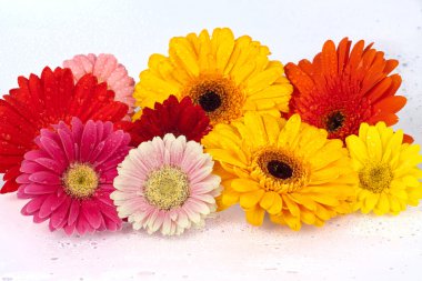 Background of fresh Daisy blossoms clipart