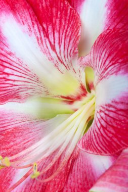 Amaryllis çiçek calyx yakın çekim