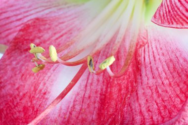 Amaryllis çiçek calyx yakın çekim