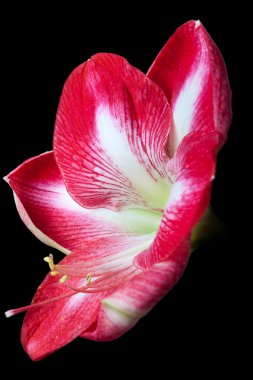 amaryllis çiçek siyah arka plan üzerine yakın çekim