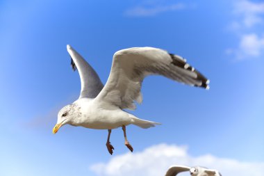 Gulls in flight on a blue sky clipart