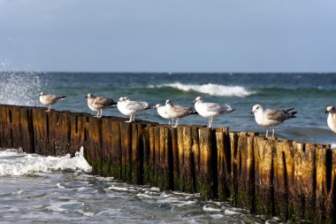 groynes Alman Baltık kıyısında sörf üzerinde Gulls