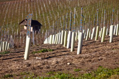 baden-Württemberg bir bağ üzerinde ekili yeni şarap üzüm
