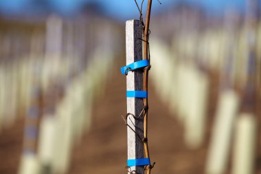 New wine vines planted on a vineyard in Baden-Wuerttemberg clipart