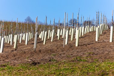 baden-Württemberg bir bağ üzerinde ekili yeni şarap üzüm