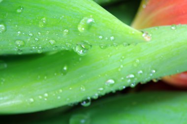 Lale yeşil yaprak üzerinde makro çekim su damlaları