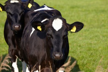 Two young cattle with ear tags on green pasture clipart