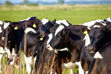 Young cattle with ear tags on green pasture clipart