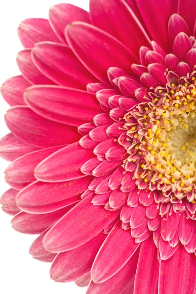 Nahaufnahme einer schönen rosa Gänseblümchenblüte — Stockfoto