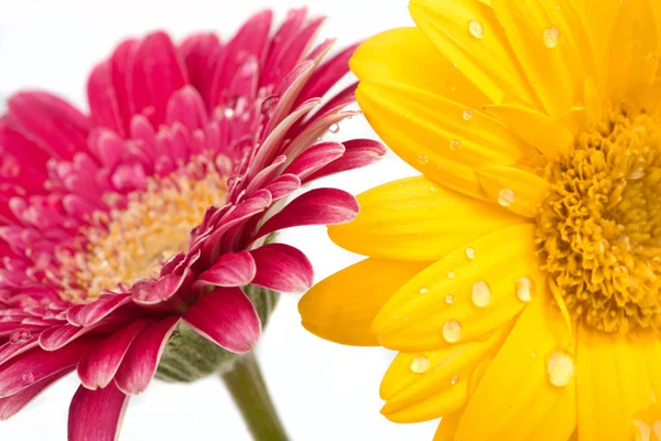 水滴を持つ 2 つの美しいデイジーの花 — ストック写真
