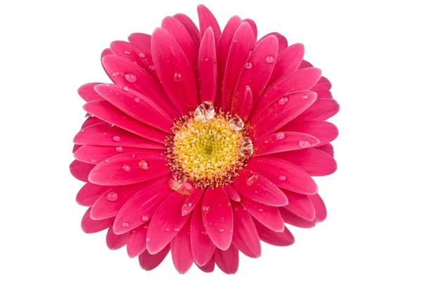 Single Daisy blossom with water drops on a white background — Stock Photo, Image