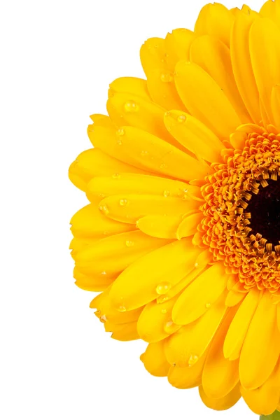Close-up van een gele daisy bloesem met waterdruppeltjes — Stockfoto