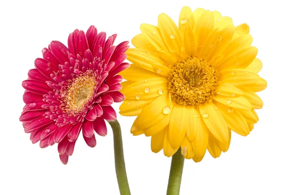 Дві красиві квітки ромашки з краплями води — стокове фото