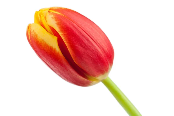 Vackra tulip blossom — Stockfoto