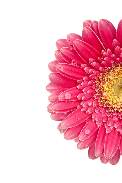 Closeup of a beautiful pink Daisy blossom — Stock Photo, Image