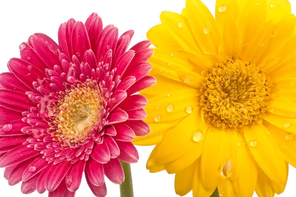 Iki güzel papatya çiçekleri su damlacıkları ile — Stok fotoğraf