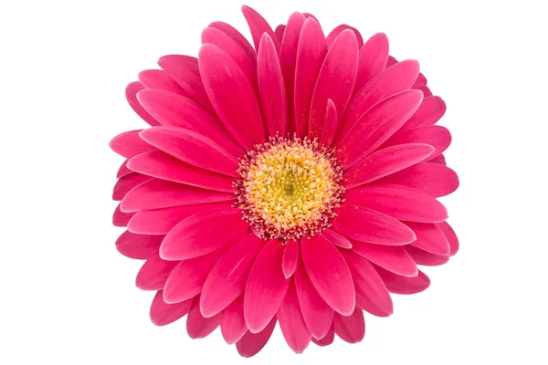 白い背景の上の単一デイジーの花 — ストック写真