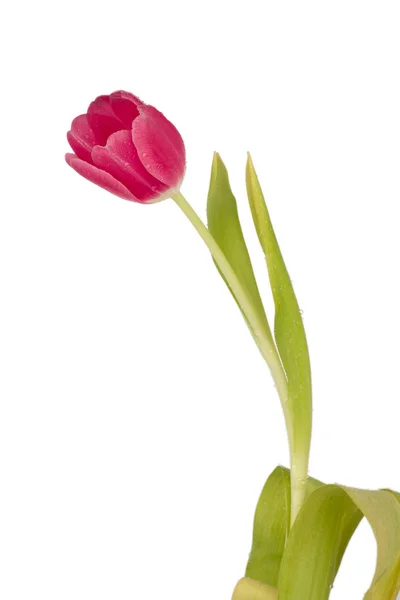 Růžová jarní Tulipán — Stock fotografie