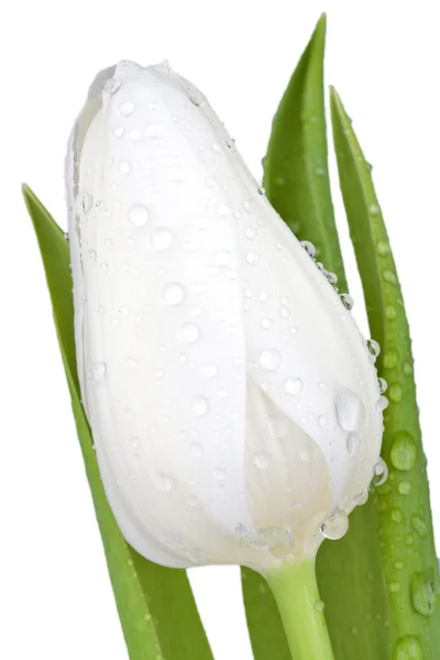 Beyaz Lale çiçeği görünümü Kapa — Stok fotoğraf