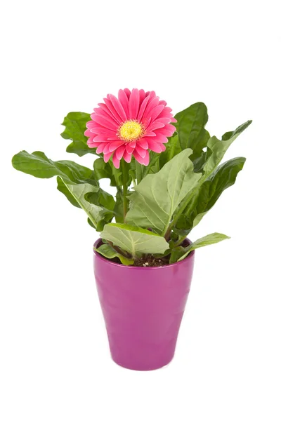 Margarida plantas em vaso — Fotografia de Stock