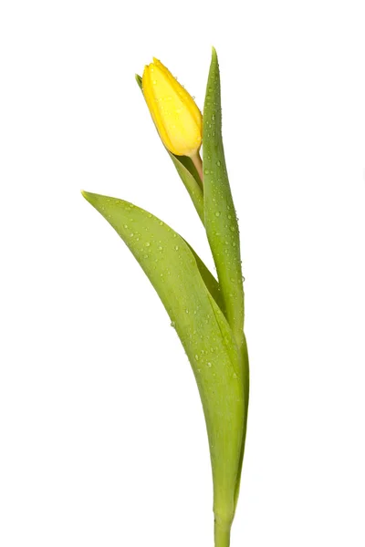 Tulipán amarillo único — Foto de Stock