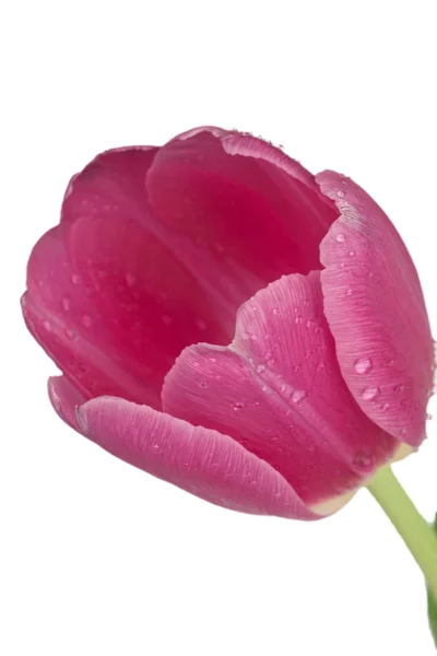 Άνοιξη λουλούδι ροζ tulip — Φωτογραφία Αρχείου