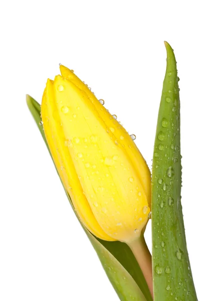Närbild bild av en gul tulpan — Stockfoto