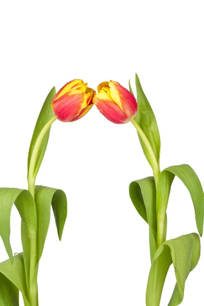Two spring tulips — Stok fotoğraf