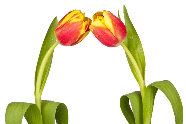 Två våren tulpaner — Stockfoto